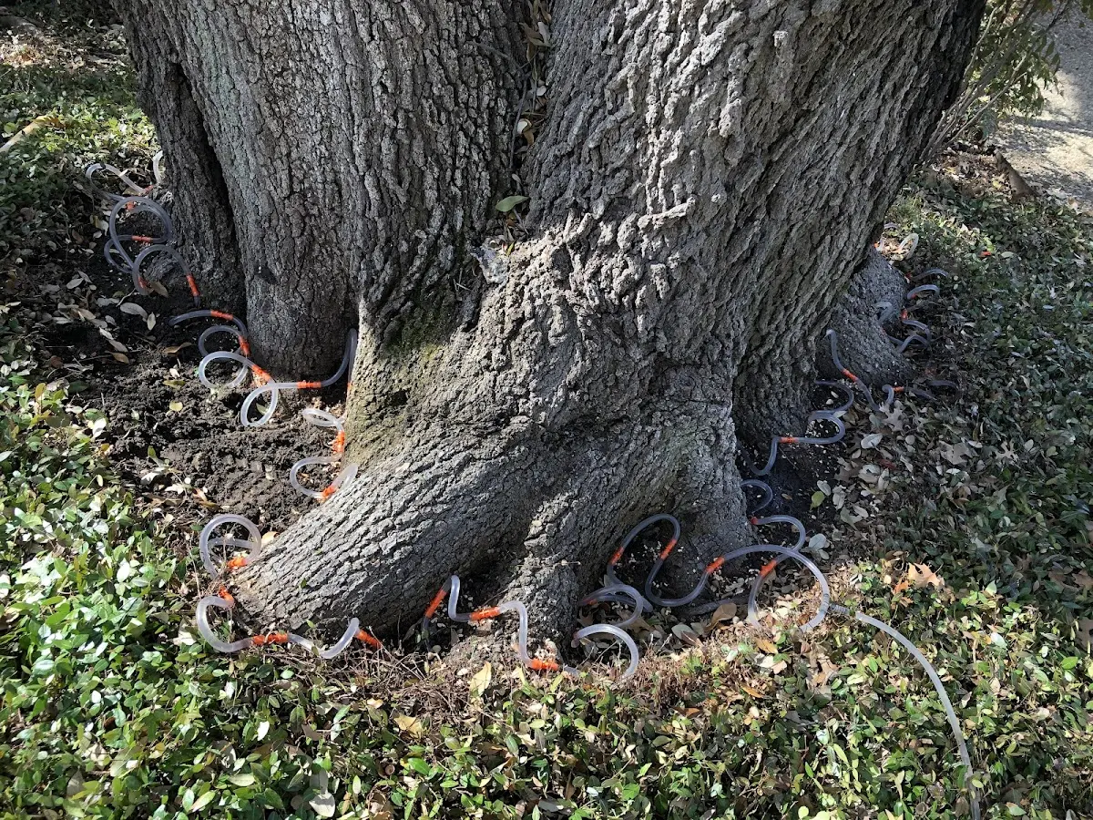 Detailed Tree Cabling and Bracing job site in Wichita Falls