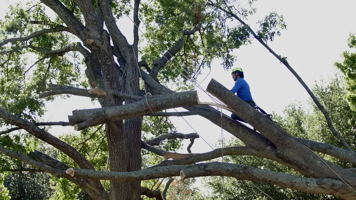 Professional Crown Thinning performed by certified arborists in Wichita Falls