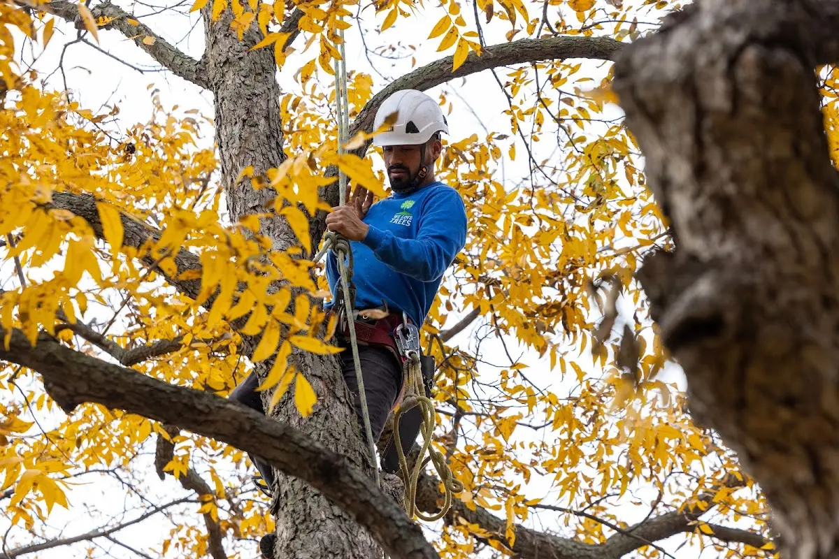 Skilled Tree Pruning crew working in Wichita Falls